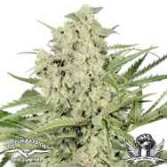 Dutch Passion Seeds Dutch Cheese